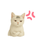 白い野良猫のスタンプ（日本語ver.）（個別スタンプ：9）