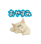 白い野良猫のスタンプ（日本語ver.）（個別スタンプ：10）