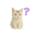 白い野良猫のスタンプ（日本語ver.）（個別スタンプ：13）