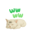 白い野良猫のスタンプ（日本語ver.）（個別スタンプ：16）