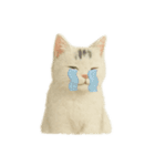 白い野良猫のスタンプ（日本語ver.）（個別スタンプ：17）