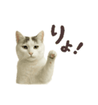 白い野良猫のスタンプ（日本語ver.）（個別スタンプ：18）