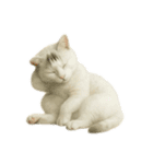 白い野良猫のスタンプ（日本語ver.）（個別スタンプ：19）