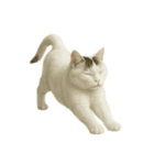 白い野良猫のスタンプ（日本語ver.）（個別スタンプ：20）