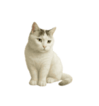 白い野良猫のスタンプ（日本語ver.）（個別スタンプ：22）