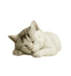 白い野良猫のスタンプ（日本語ver.）（個別スタンプ：23）