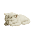 白い野良猫のスタンプ（日本語ver.）（個別スタンプ：24）