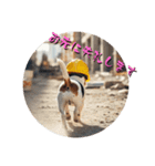 小型犬ジャックラッセルテリア現場編（個別スタンプ：4）