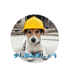小型犬ジャックラッセルテリア現場編（個別スタンプ：9）