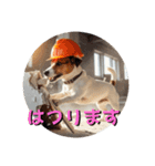 小型犬ジャックラッセルテリア現場編（個別スタンプ：11）
