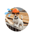 小型犬ジャックラッセルテリア現場編（個別スタンプ：13）