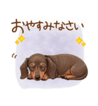 癒しの毎日♪ミニチュアダックスの気持ち（個別スタンプ：5）