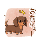 癒しの毎日♪ミニチュアダックスの気持ち（個別スタンプ：13）