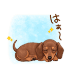 癒しの毎日♪ミニチュアダックスの気持ち（個別スタンプ：19）