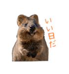 ハッピーアニマル_クオッカワラビー37（個別スタンプ：1）