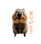 ハッピーアニマル_クオッカワラビー37（個別スタンプ：2）