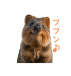 ハッピーアニマル_クオッカワラビー37（個別スタンプ：4）
