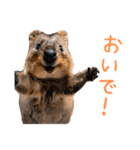 ハッピーアニマル_クオッカワラビー37（個別スタンプ：5）