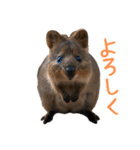 ハッピーアニマル_クオッカワラビー37（個別スタンプ：8）