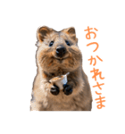 ハッピーアニマル_クオッカワラビー37（個別スタンプ：9）