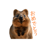 ハッピーアニマル_クオッカワラビー37（個別スタンプ：10）