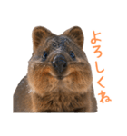 ハッピーアニマル_クオッカワラビー37（個別スタンプ：11）
