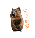 ハッピーアニマル_クオッカワラビー37（個別スタンプ：14）