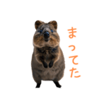 ハッピーアニマル_クオッカワラビー37（個別スタンプ：15）
