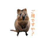 ハッピーアニマル_クオッカワラビー37（個別スタンプ：17）