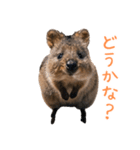 ハッピーアニマル_クオッカワラビー37（個別スタンプ：18）
