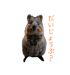 ハッピーアニマル_クオッカワラビー37（個別スタンプ：19）