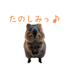 ハッピーアニマル_クオッカワラビー37（個別スタンプ：22）