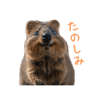 ハッピーアニマル_クオッカワラビー37（個別スタンプ：26）