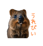 ハッピーアニマル_クオッカワラビー37（個別スタンプ：27）