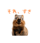 ハッピーアニマル_クオッカワラビー37（個別スタンプ：30）