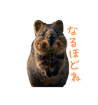 ハッピーアニマル_クオッカワラビー37（個別スタンプ：33）