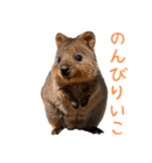 ハッピーアニマル_クオッカワラビー37（個別スタンプ：34）