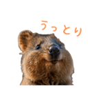 ハッピーアニマル_クオッカワラビー37（個別スタンプ：37）