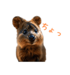 ハッピーアニマル_クオッカワラビー37（個別スタンプ：38）