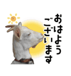 ヤギのすたんぷ【敬語ver.】（個別スタンプ：1）