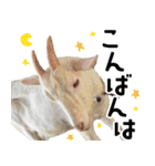 ヤギのすたんぷ【敬語ver.】（個別スタンプ：3）