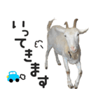ヤギのすたんぷ【敬語ver.】（個別スタンプ：4）
