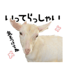 ヤギのすたんぷ【敬語ver.】（個別スタンプ：5）