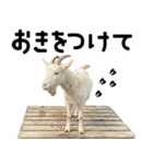 ヤギのすたんぷ【敬語ver.】（個別スタンプ：6）