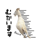 ヤギのすたんぷ【敬語ver.】（個別スタンプ：7）