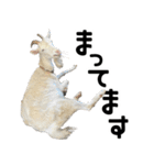 ヤギのすたんぷ【敬語ver.】（個別スタンプ：8）
