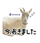 ヤギのすたんぷ【敬語ver.】（個別スタンプ：9）