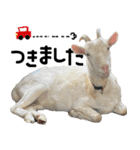 ヤギのすたんぷ【敬語ver.】（個別スタンプ：10）