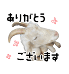 ヤギのすたんぷ【敬語ver.】（個別スタンプ：13）