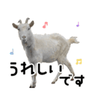 ヤギのすたんぷ【敬語ver.】（個別スタンプ：15）